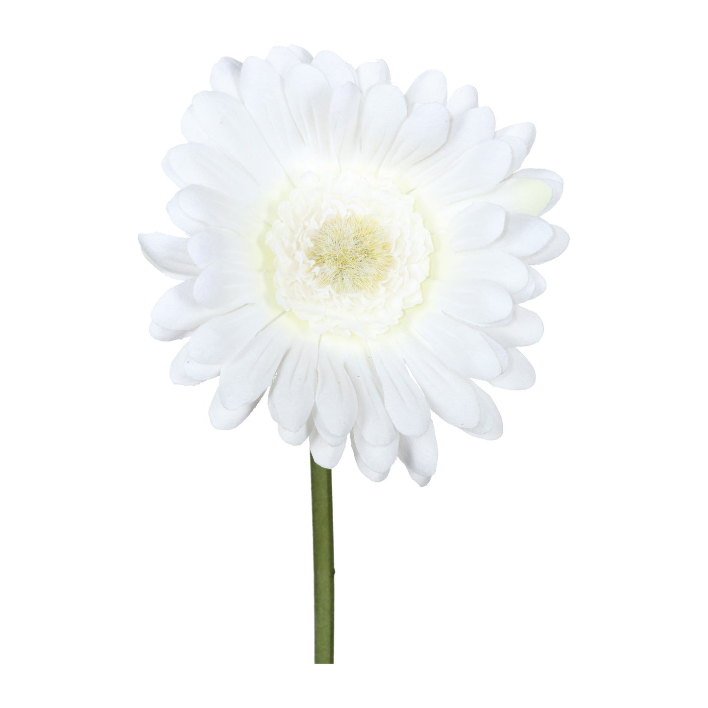 Barbara - Gerbera Creme