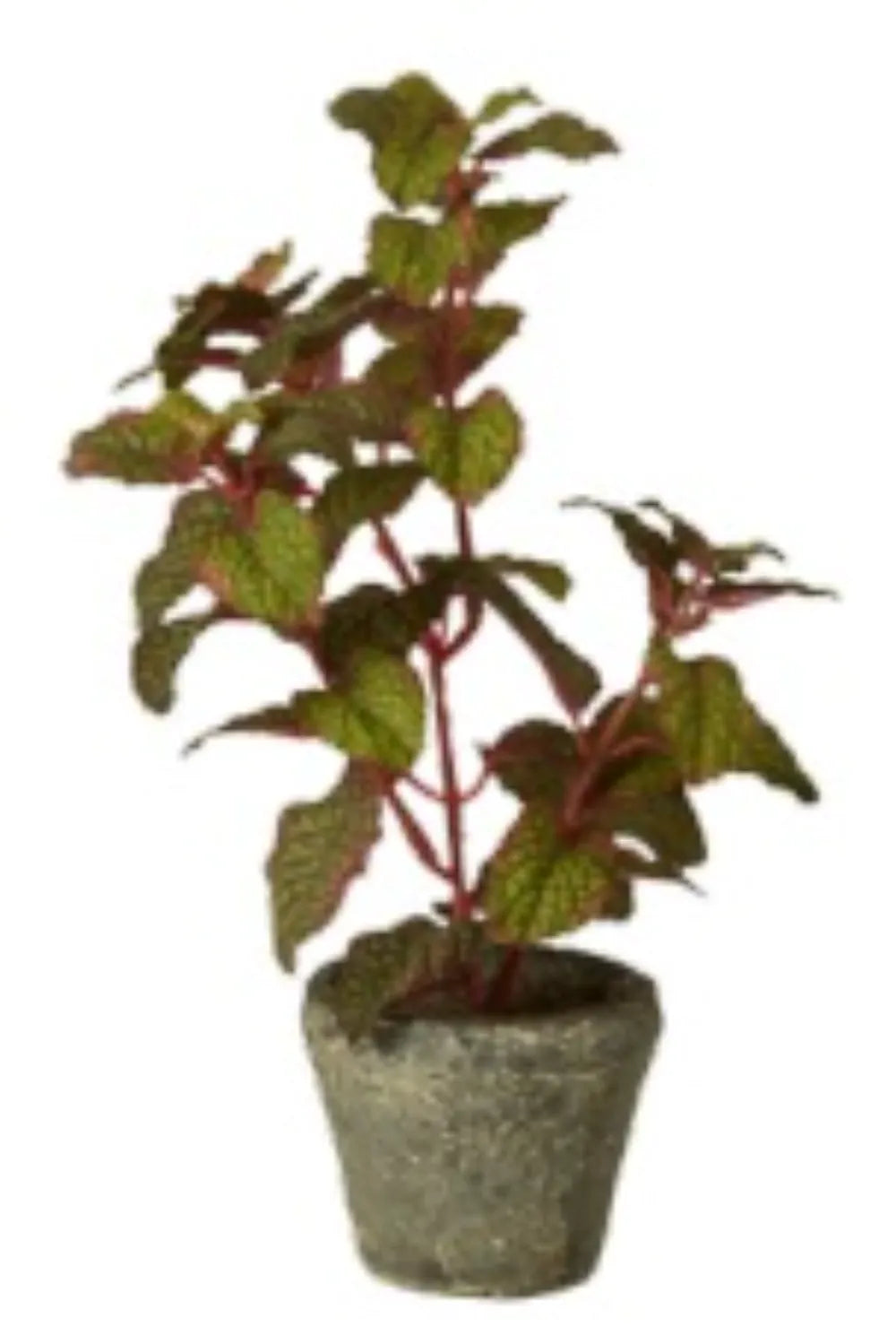 Speedtsberg - Pebermynte i potte, Grøn