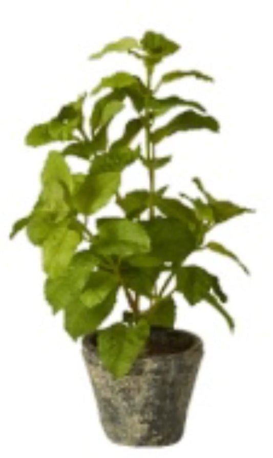 Speedtsberg - Mynte i potte