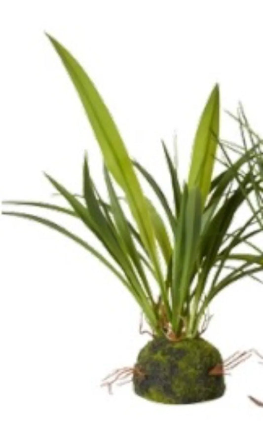 Speedtsberg - Græsplante m/rod