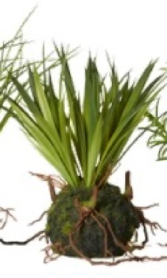 Speedtsberg - Græsplante m/rod