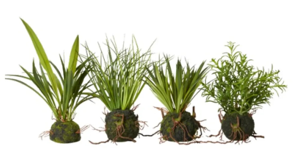 Speedtsberg - Græsplante m/rod