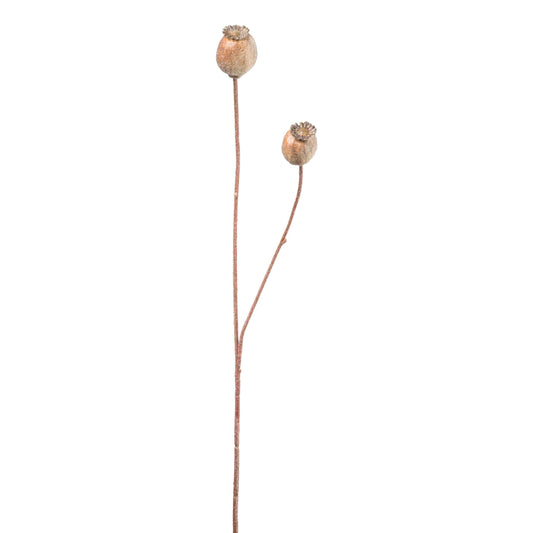 Barbara - Valmue kapsel guld