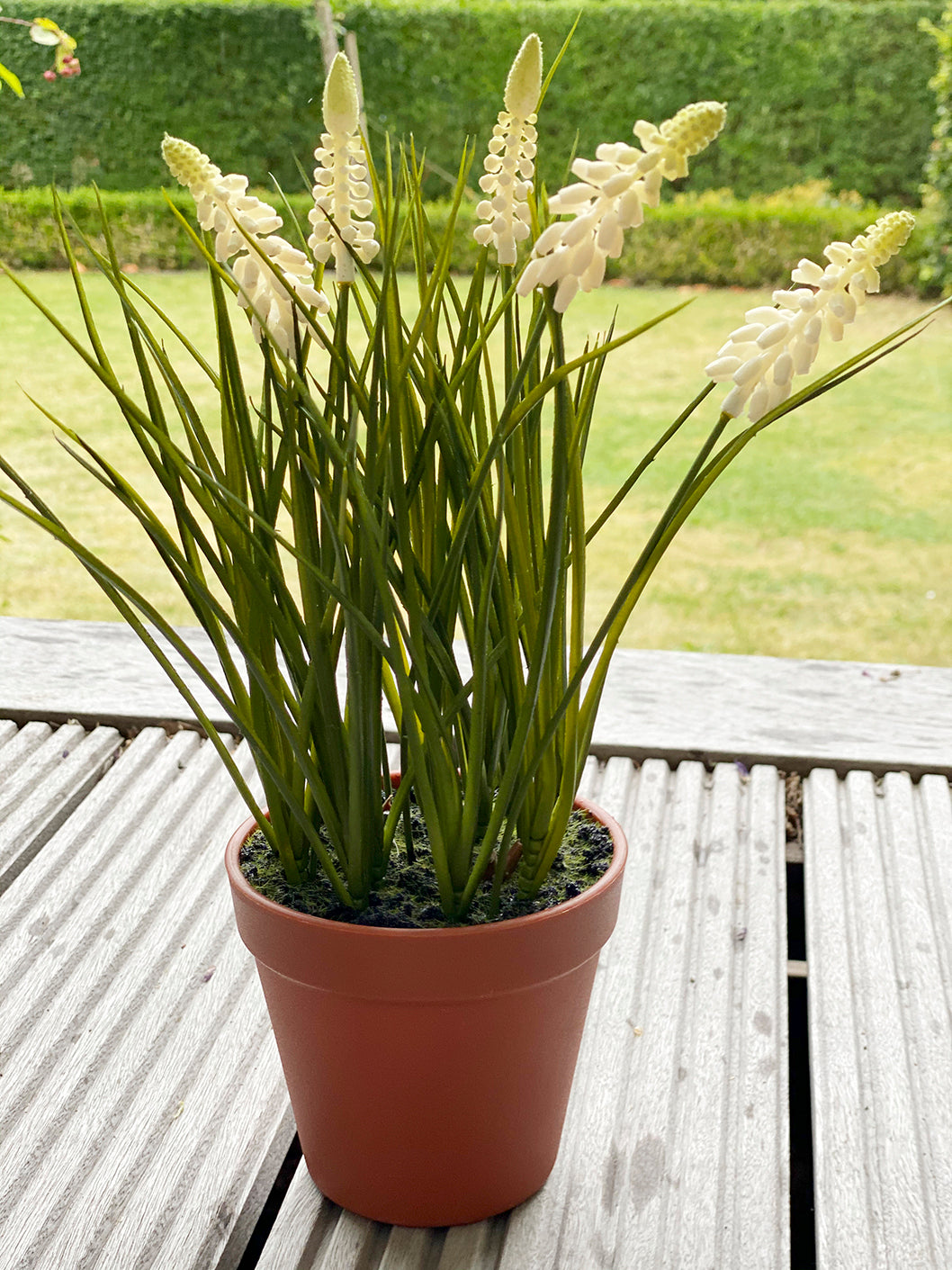 La Vida - Perlehyacint, hvid,i rød plastpotte