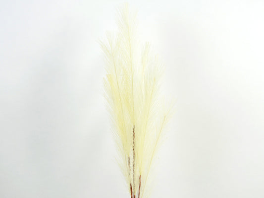 Deko Florale - Pampas græs gren, 70cm, Champagne