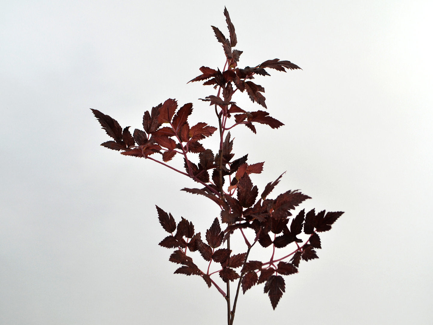 Deko Florale - Cohosh bladgren, 73 cm, bordeaux