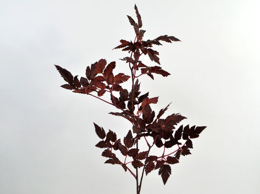 Deko Florale - Cohosh bladgren, 73 cm, bordeaux