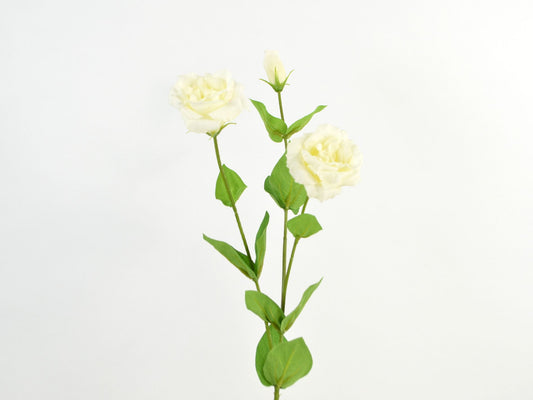 Deko Florale - Lisianthus real touch, 71cm, creame