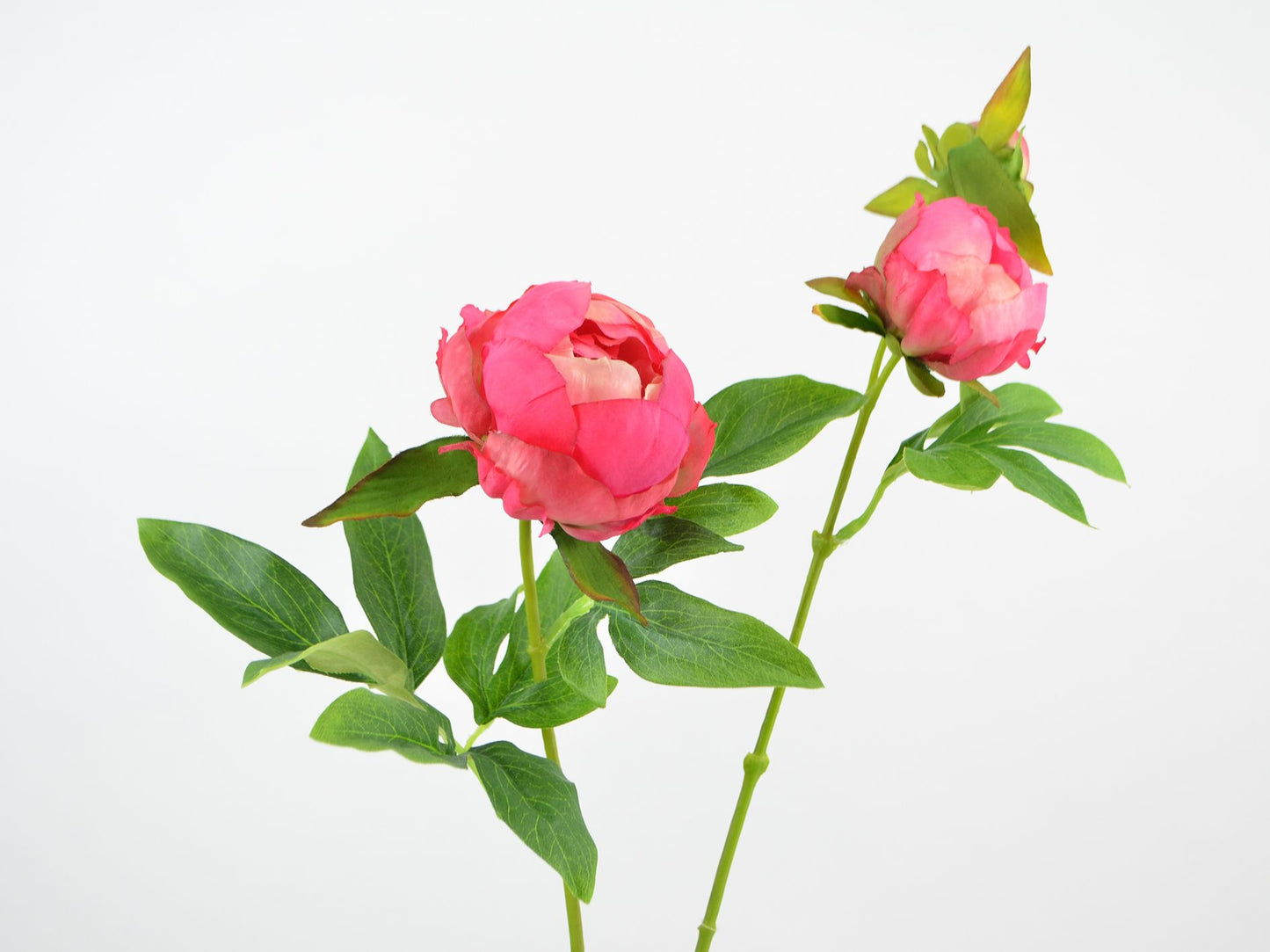 Deko Florale - Pæon, 1 blomst, 2 knopper, 63 cm, beauty