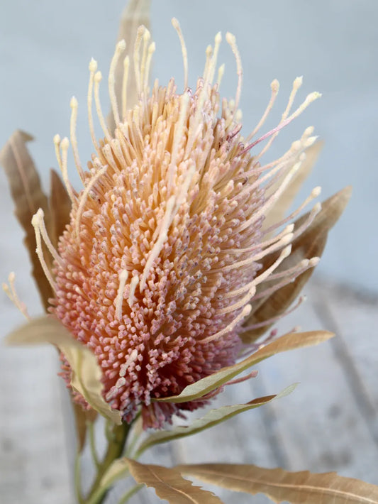 Chic Antuque - Fleur Protea Blomst H60