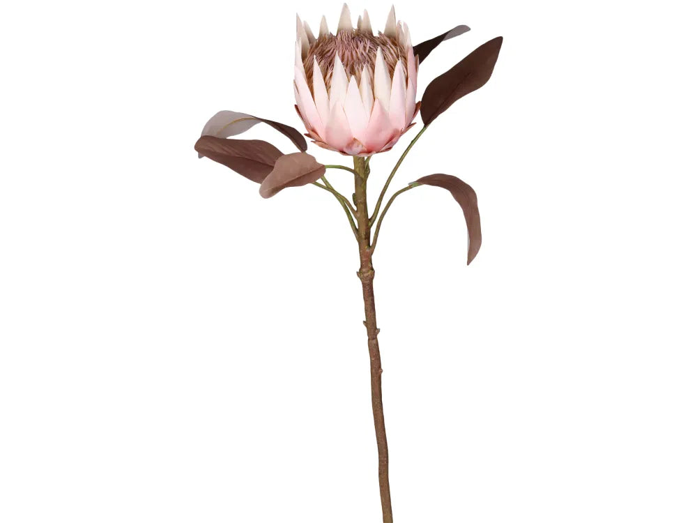 Chic Antuque - Fleur Protea Blomst H66