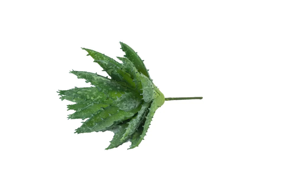 Speedtsberg - Aloe vera m/pigge