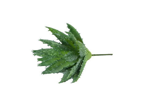 Speedtsberg - Aloe vera m/pigge