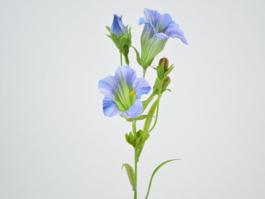 Deko Florale - Gentian gren x2, 36cm, Blå