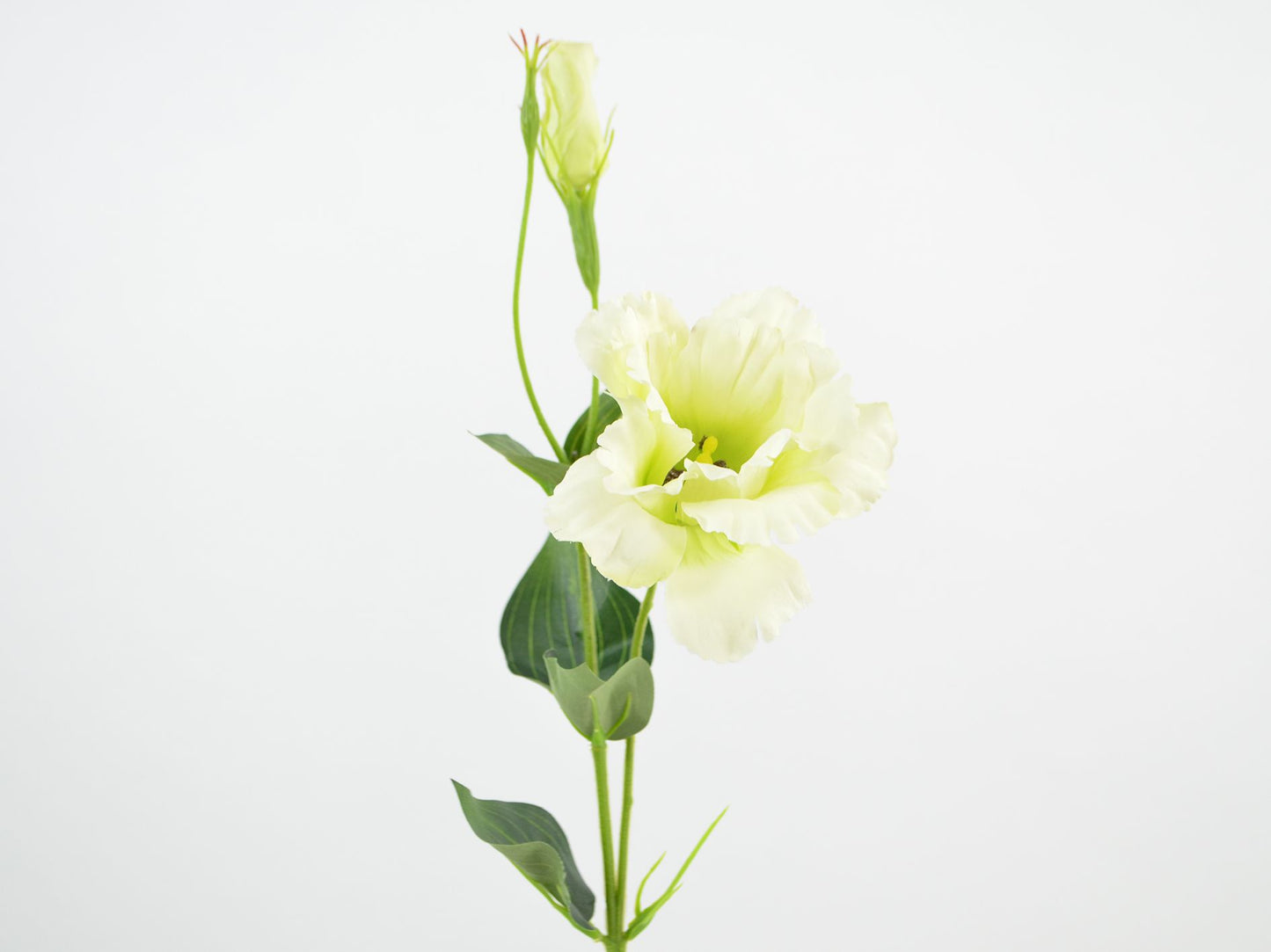 Deko Florale - Eustoma(prærieensian) gren x2, 60cm, creamefarvet