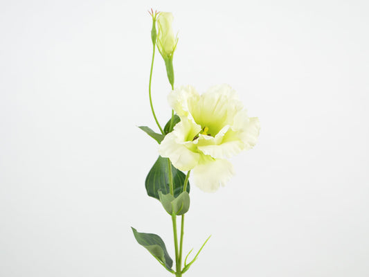 Deko Florale - Eustoma(prærieensian) gren x2, 60cm, creamefarvet