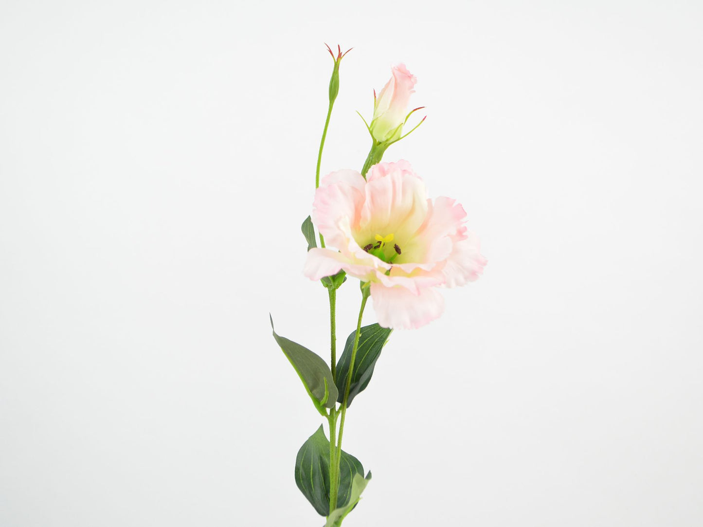 Deko Florale - Eustoma(prærieensian) gren x2, 60cm, pink