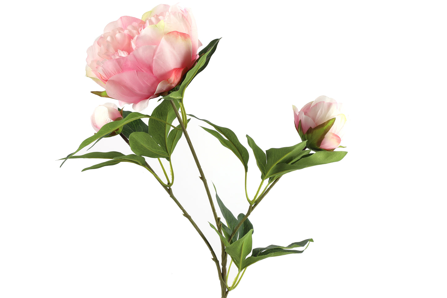 Barbara - Pæoner rosa