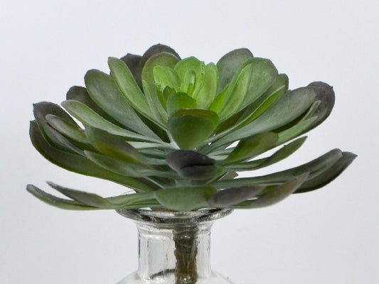 Deko Florale - Agaveroset smal