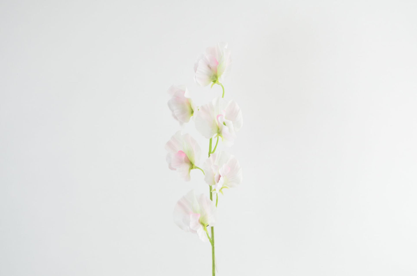 Deko Florale - Ærteblomst gren, 46cm, champagne