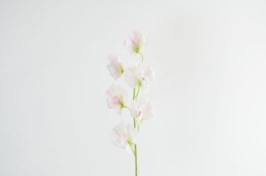 Deko Florale - Ærteblomst gren, 46cm, champagne