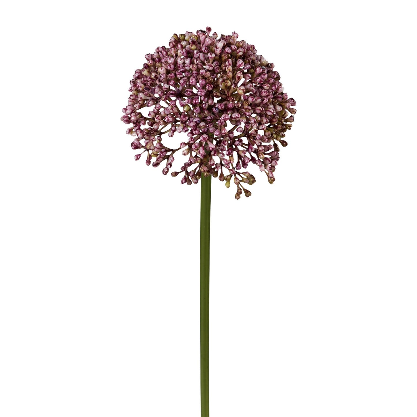 Barbara - Allium lilla 3 stk.