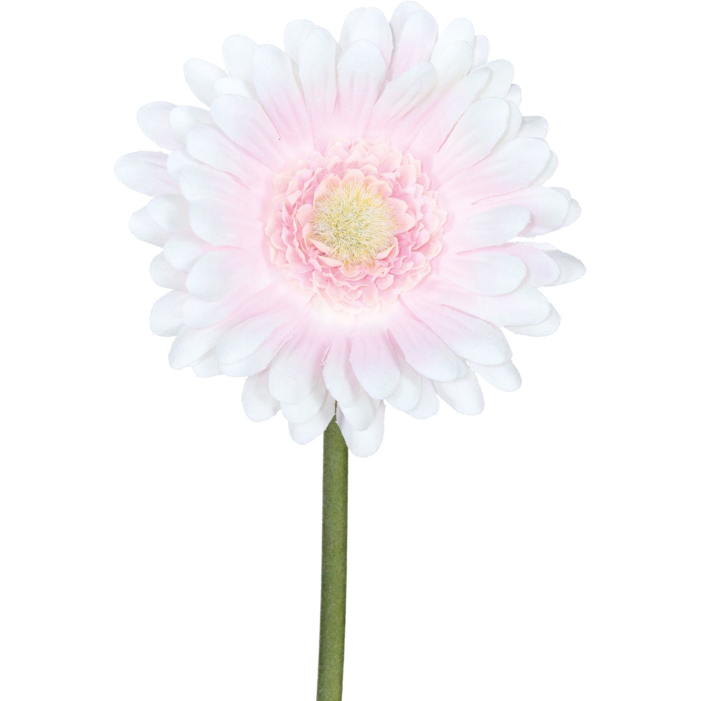 Barbara - Gerbera Rosa