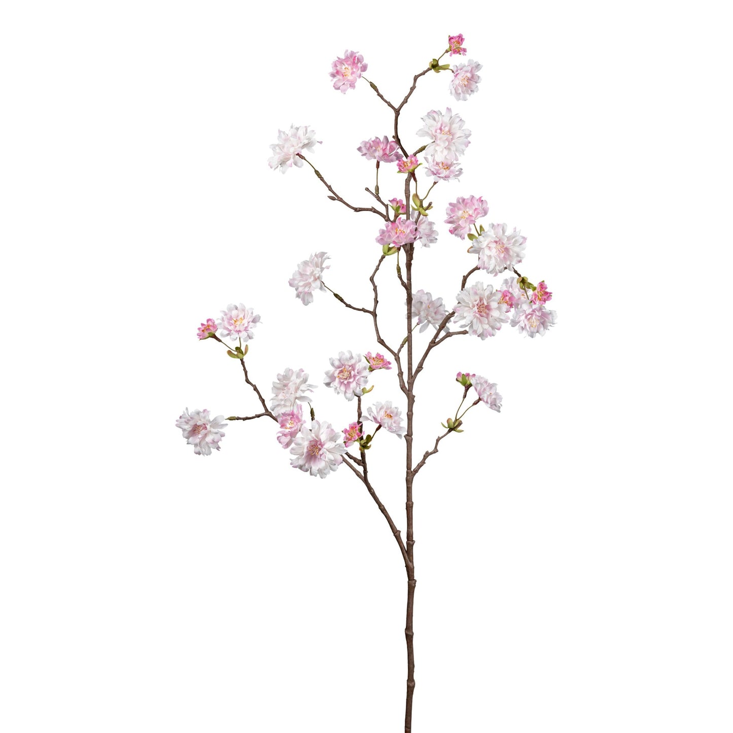 Barbara - Kirsebærgren rosa