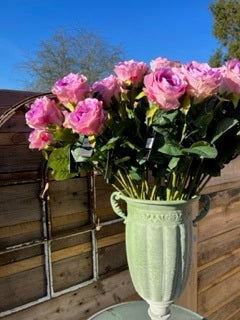 Barbara - Rose lilla