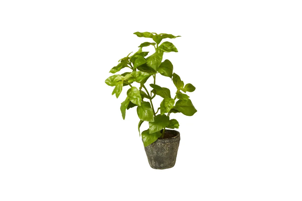 Speedtsberg - Basil in pot green