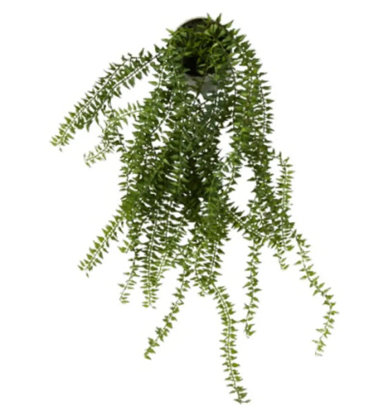 Speedtsberg - Ager horsetail in pot 55cm, green