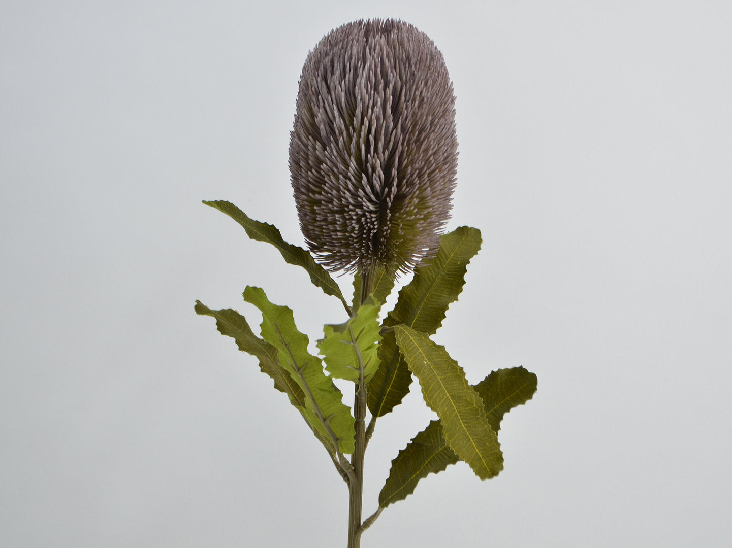 Deko Florale - Protea gren, lilla