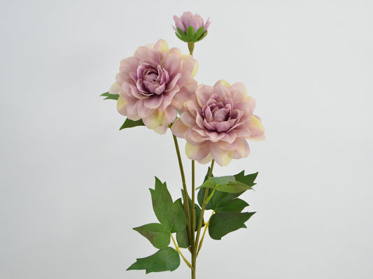 Decorative Floral - Dahlia