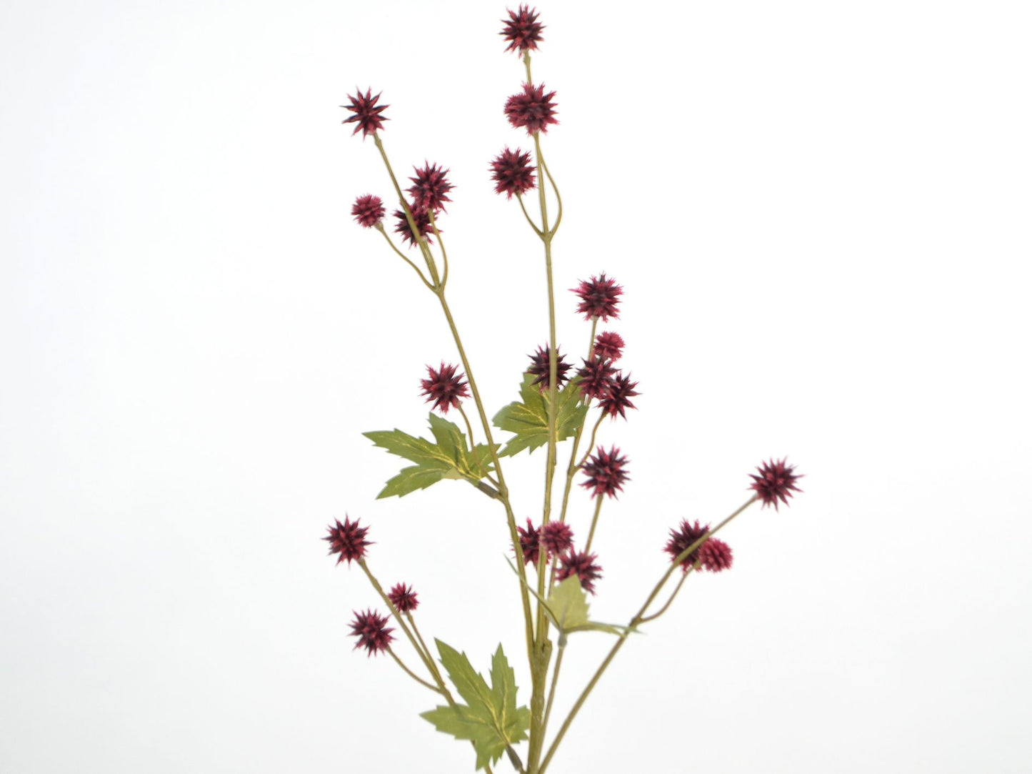 Deko Florale - Sanicula gren x6, 24 blomster, 68cm, bordeaux