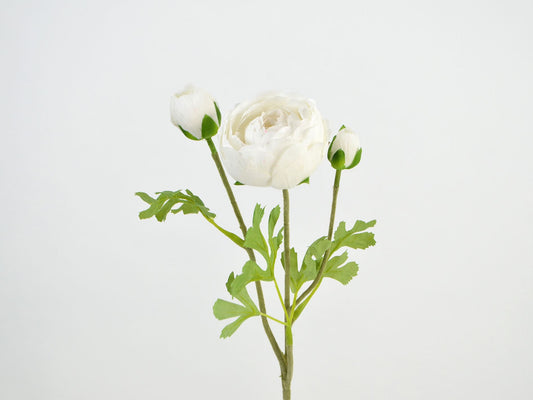 Deko Florale - Ranunkel gren x 3, 50cm, hvid