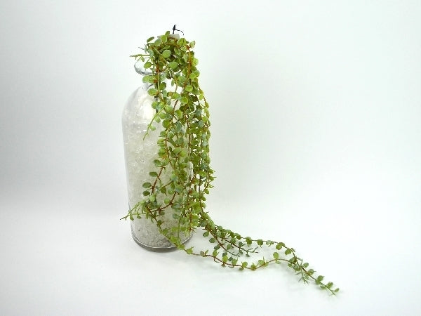 Deko Florale - Succulent hanging plant