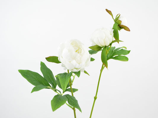 Deko Florale - Pæon, 1 blomst, 2 knopper, 63 cm, creme