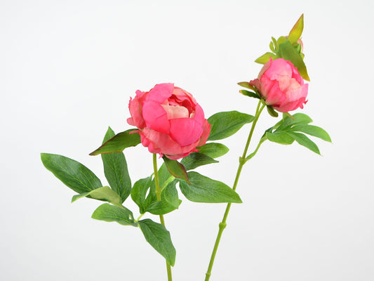 Deko Florale - Pæon, 1 blomst, 2 knopper, 63 cm, beauty