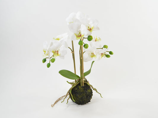 Deko Florale - Phalaenopsis x3 i jordens kugle, 42cm, hvid