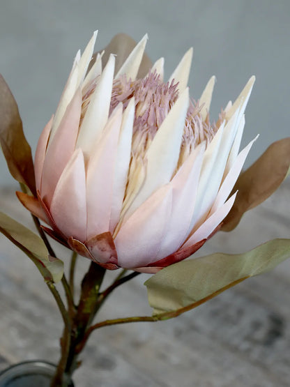 Chic Antuque - Fleur Protea Blomst H66