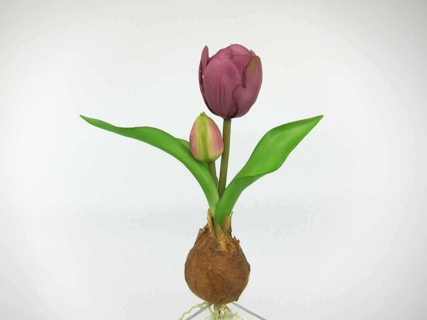 Deko Florale - Tulipanløg, lilla