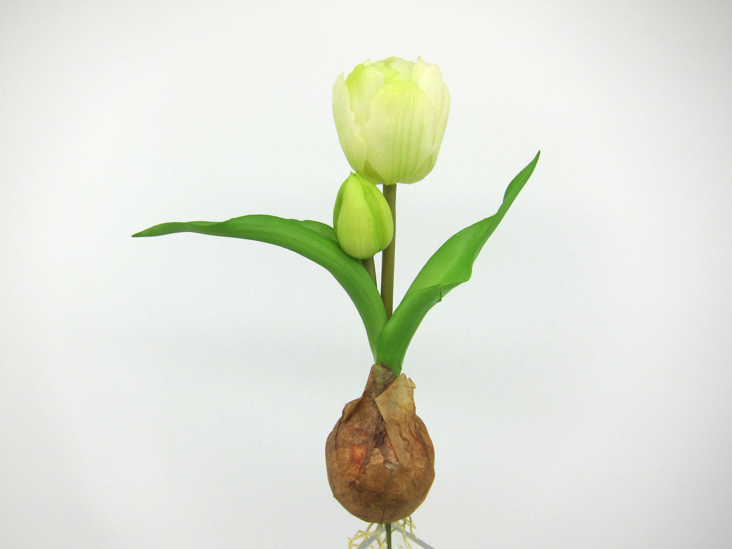 Deko Florale - Tulip bulb, white green