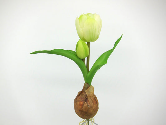 Deko Florale - Tulipanløg, hvidgrøn
