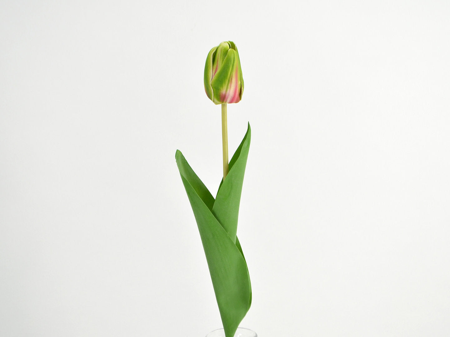 Deko Florale - Tulipan x 1, grøn-lyserød