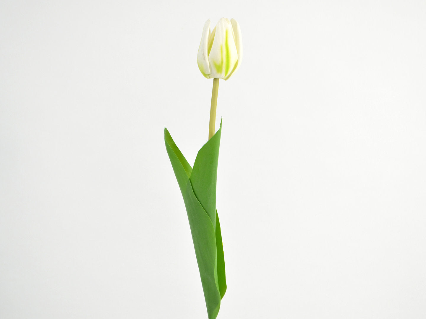 Deko Florale - Tulipan x 1, hvidgrøn