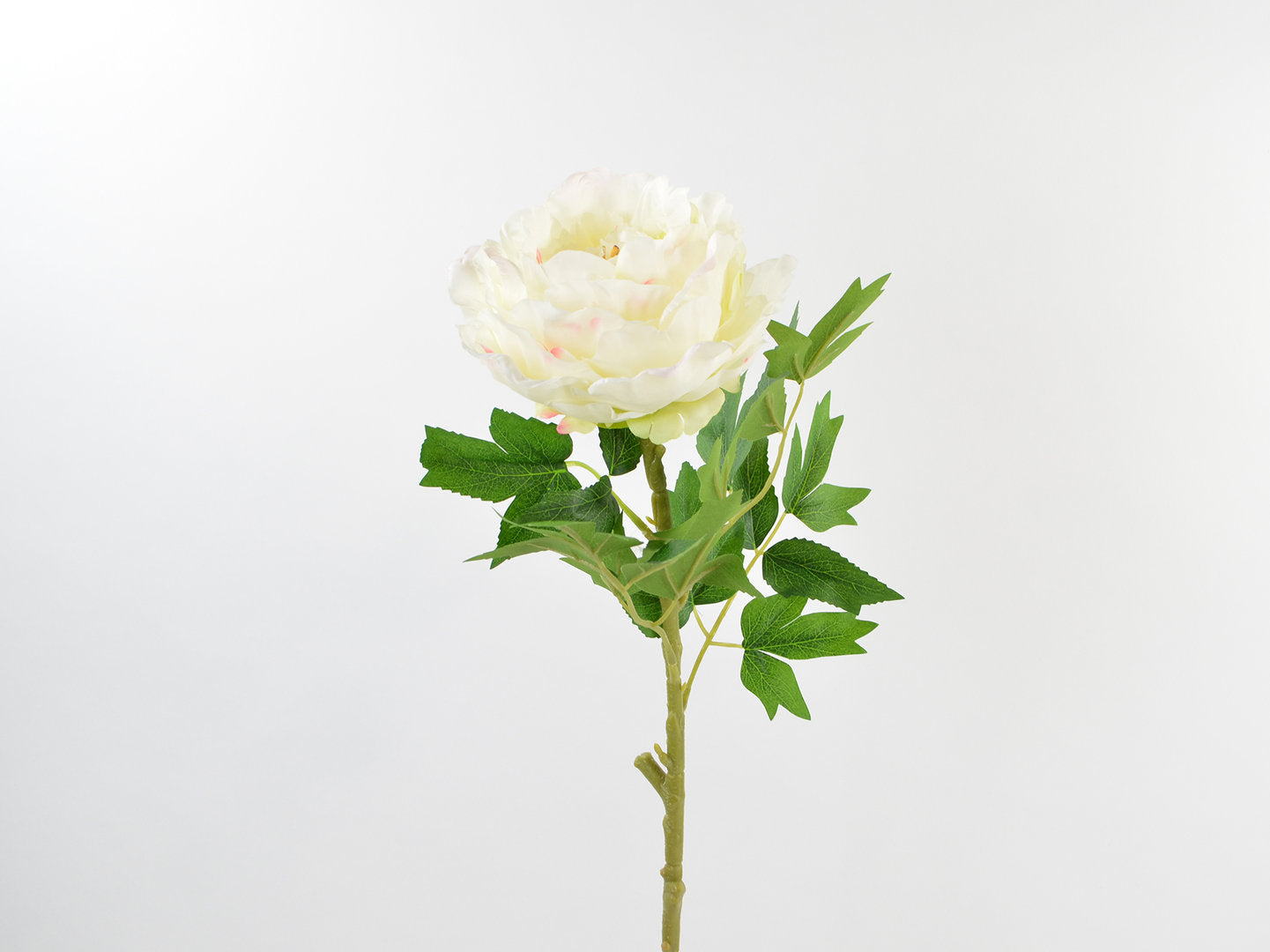 Decorative Floral - Peony-Stem, white
