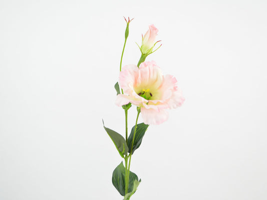 Deko Florale - Eustoma(prærieensian) gren x2, 60cm, pink