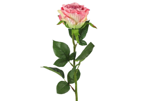 Barbara - Rose lysrosa