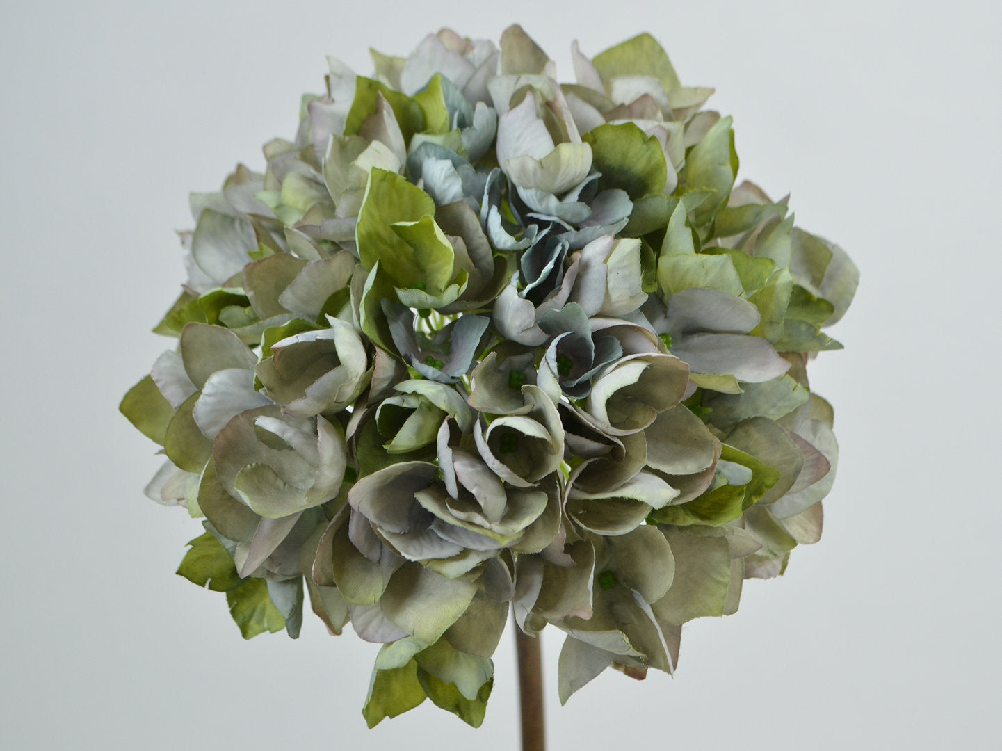 Decorative Floral - Hydrangea