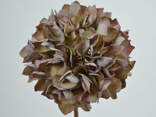 Deko Florale Grå-Mallow Hortensia 50cm